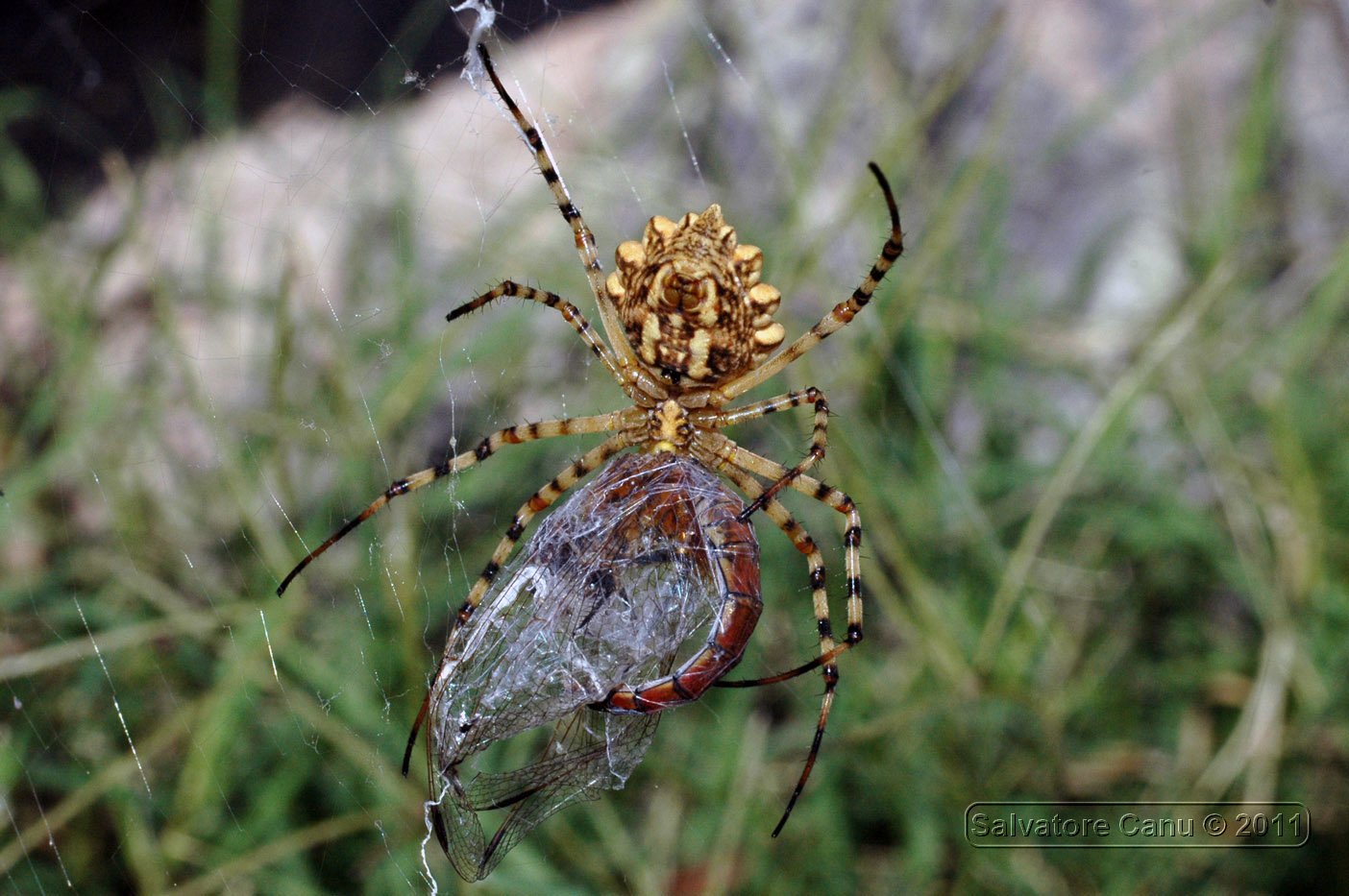 Argiope lobata