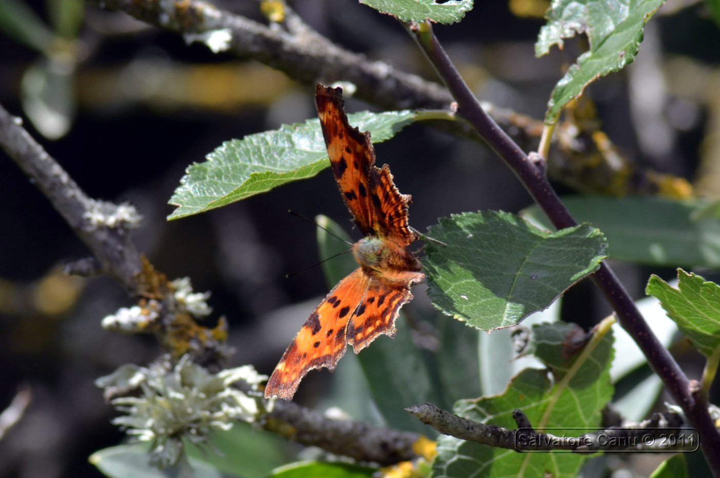 Da identificare - Polygonia c-album