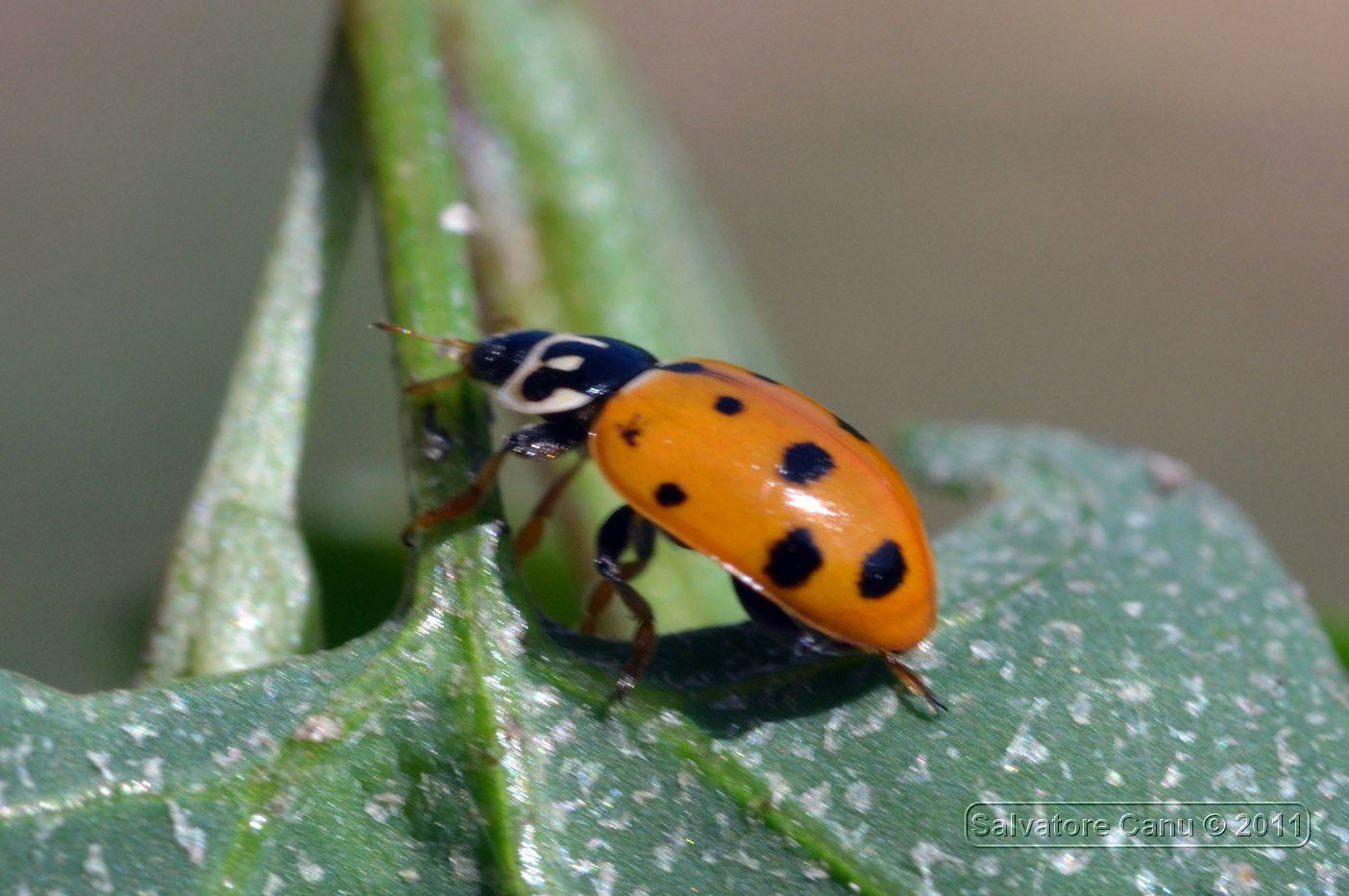 Carrellata di Harmonia axyridis