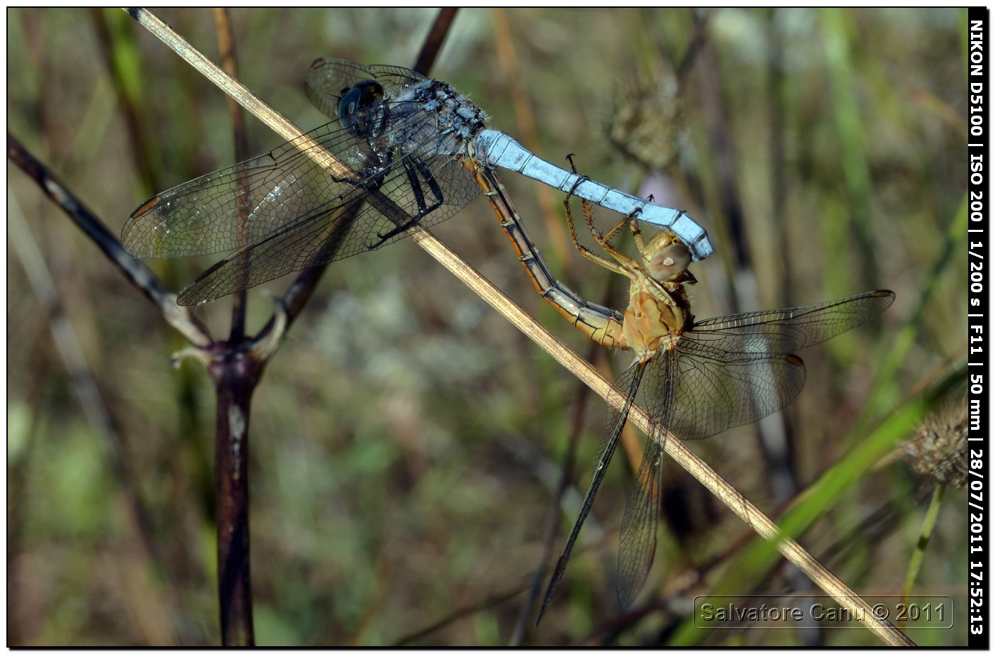 Quale coppia di Orthetrum? - Orthetrum coerulescens anceps