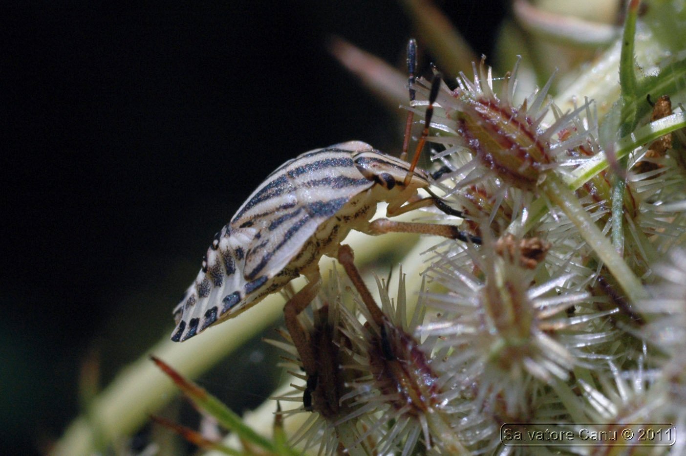 Pentatomidae: Graphosoma lineatum italicum della Sardegna