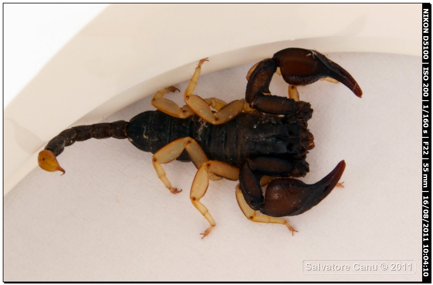 Euscorpius flavicaudis