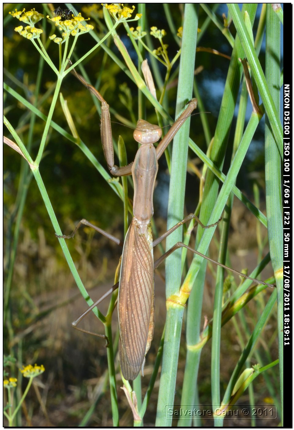 Mantis religiosa oltre 6 cm