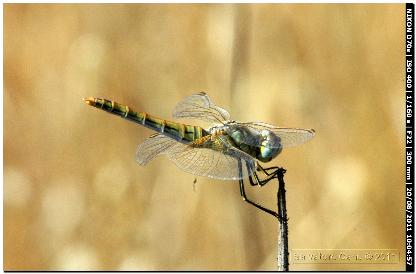 Sympetrum?? quale?