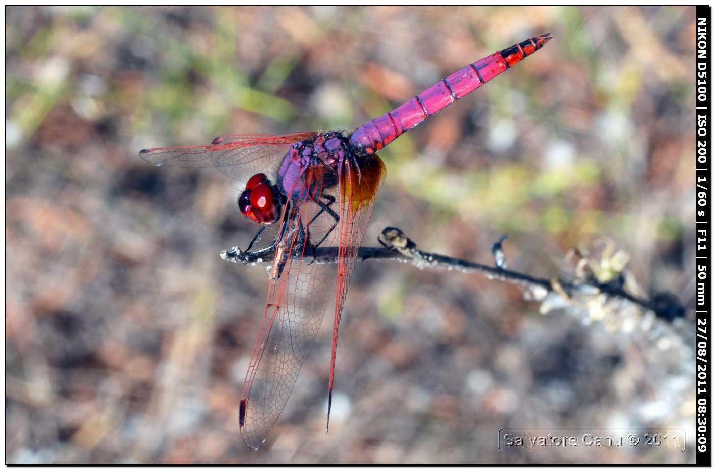 Trithemis annulata ♂