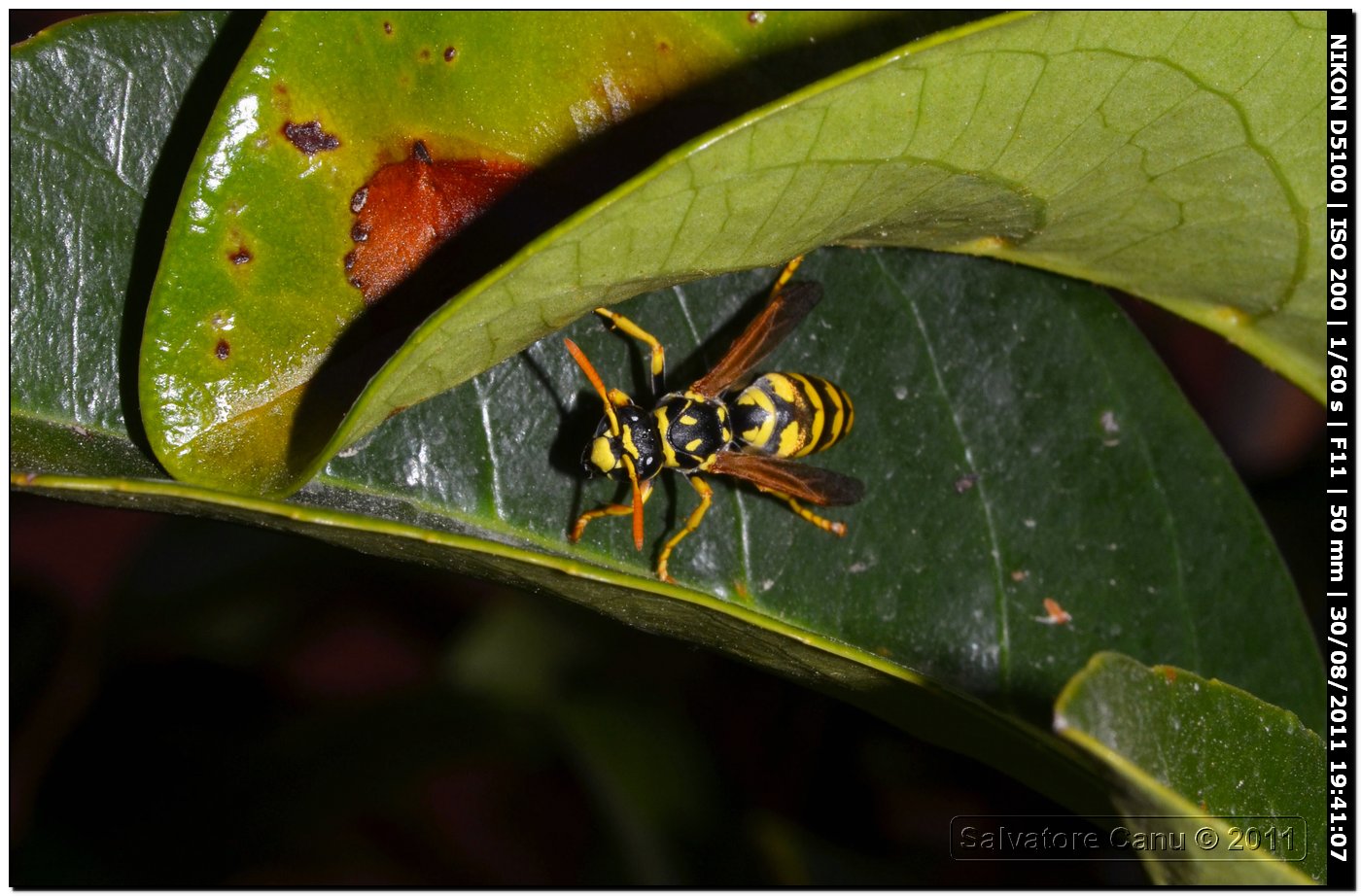 Polistes?