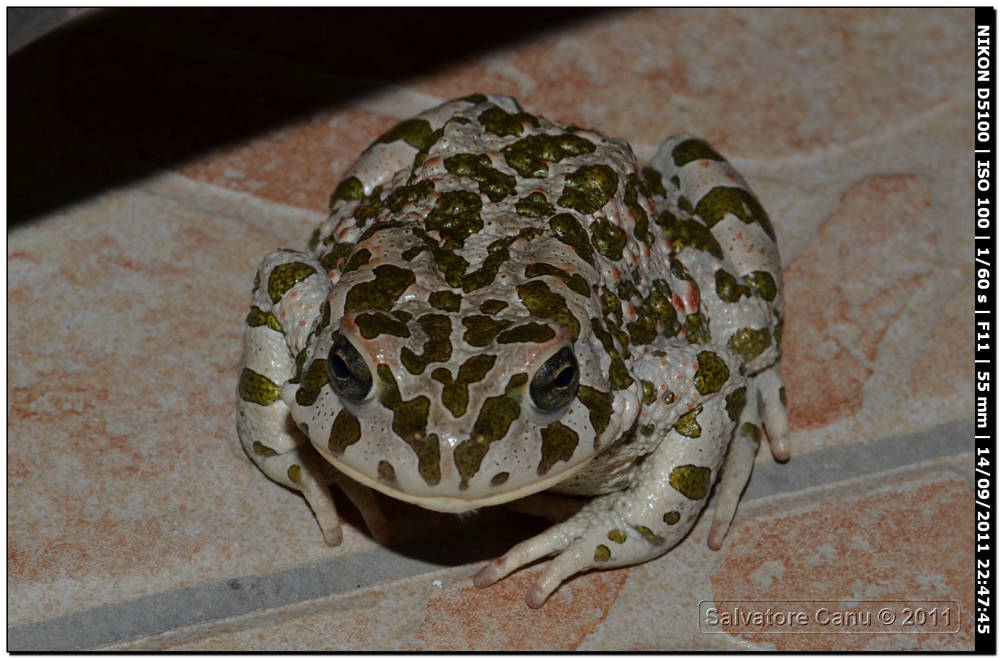 Bufo viridis - oggi Bufotes balearicus (Sardegna)