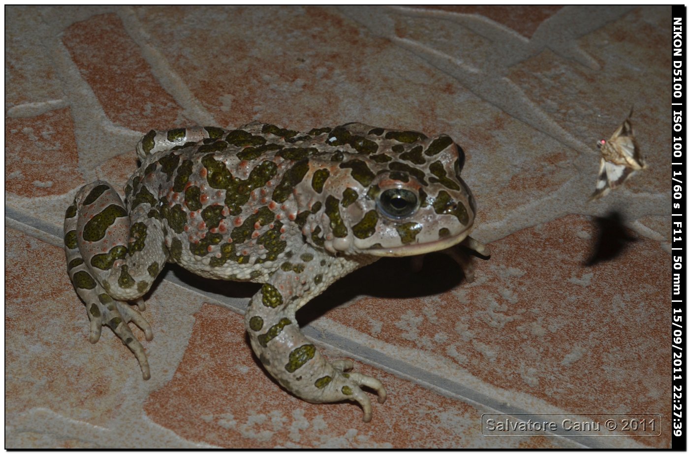 Bufo viridis - oggi Bufotes balearicus (Sardegna)