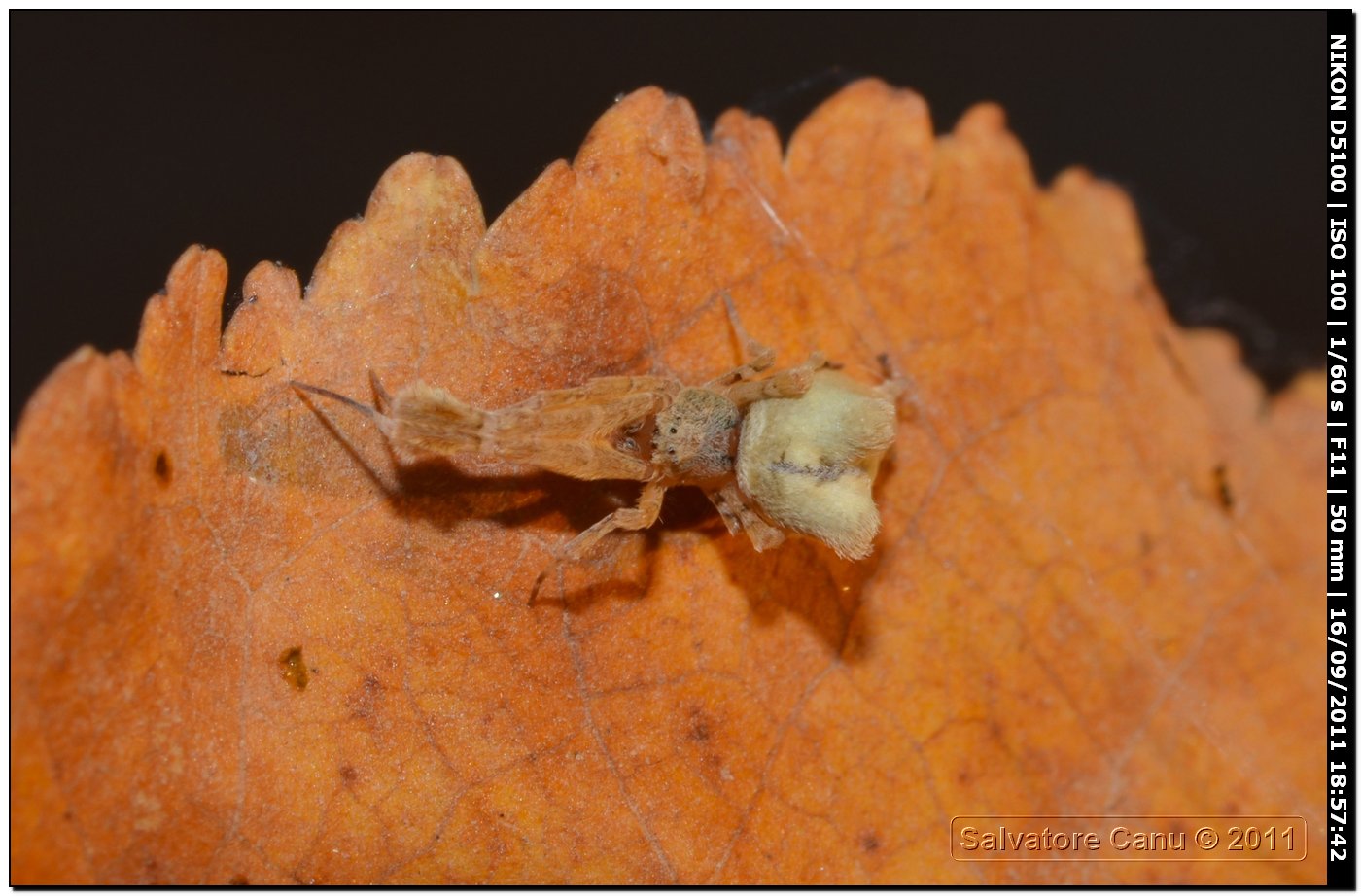 Uloborus plumipes