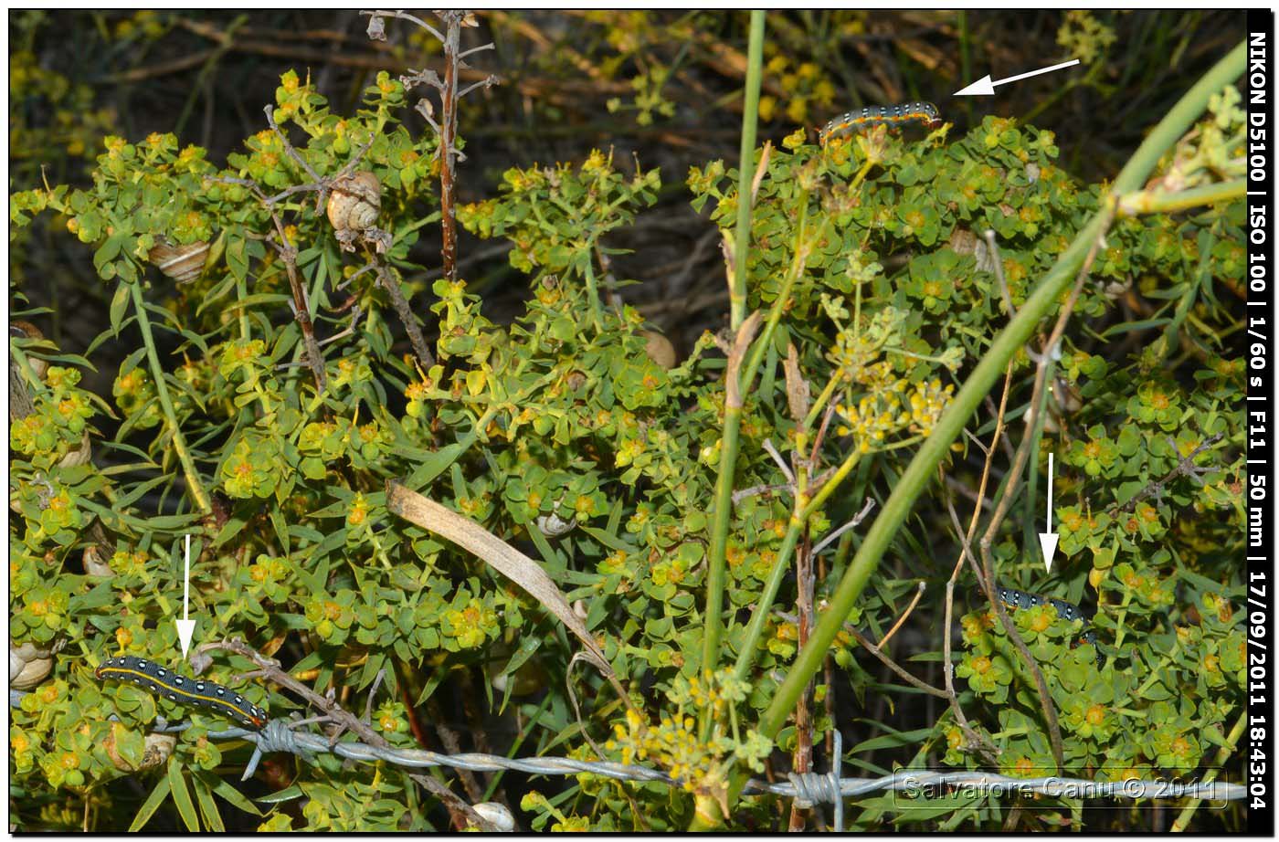 Bruco di Hyles euphorbiae o Hyles dahlii?