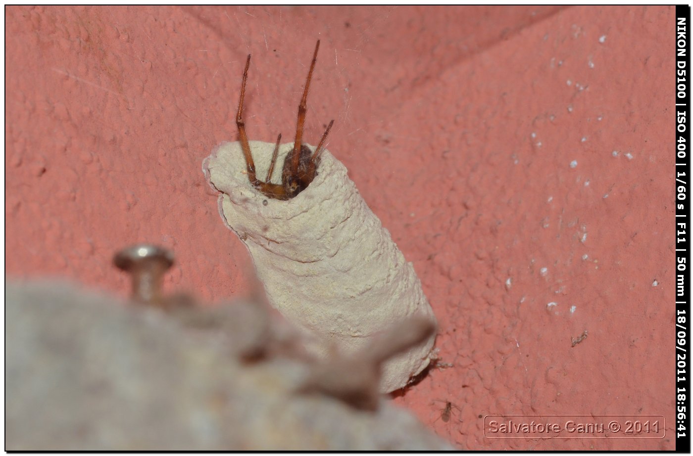 Steatoda nobilis