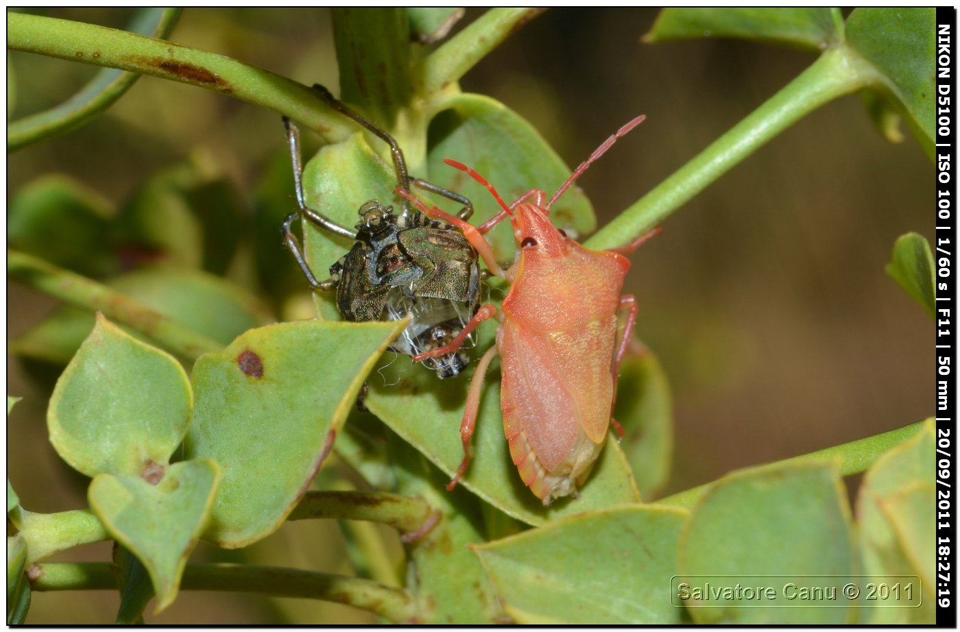 Pentatomidae sorpreso dopo l''ultima muta - Carpocoris sp.