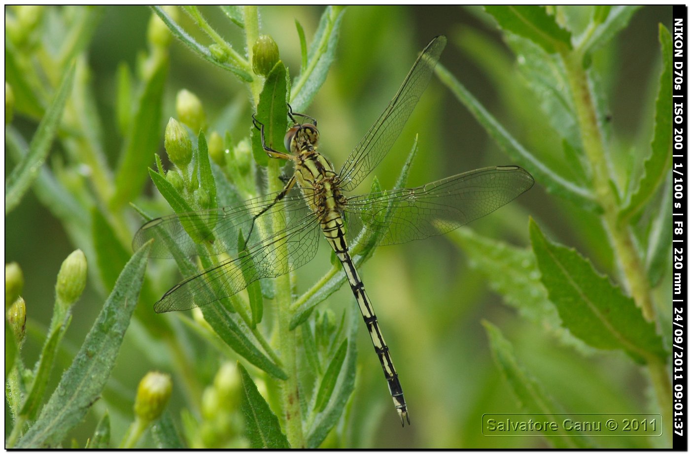 Orthetrum trinacria