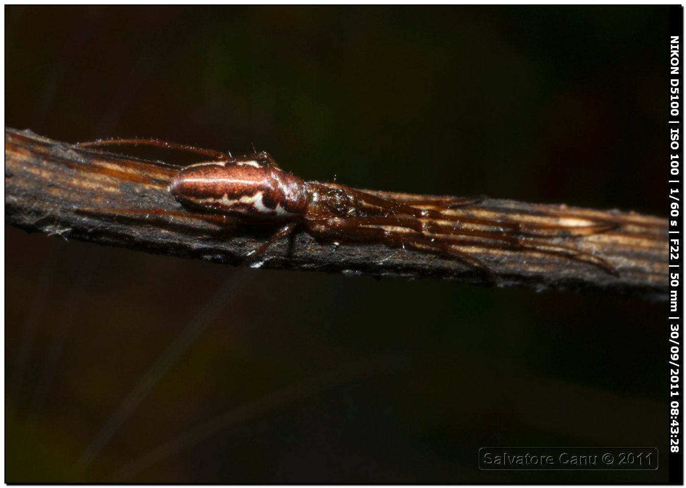 Tetragnatha sp.