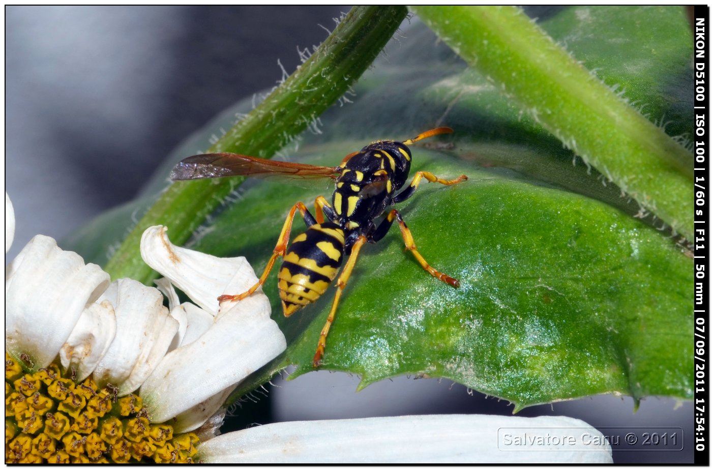 Polistes dominulus