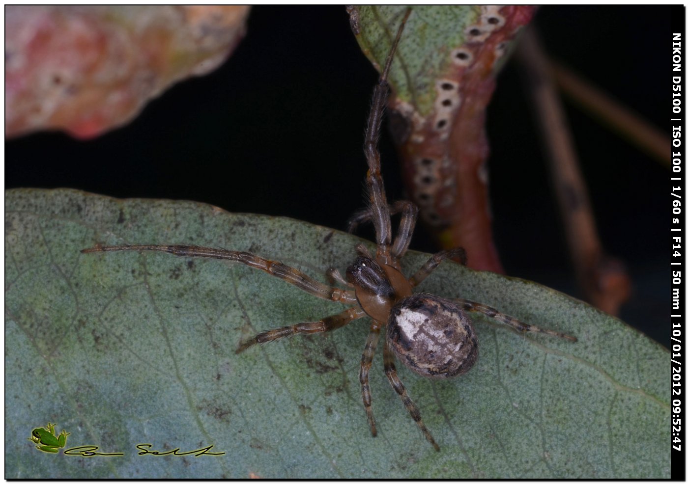 Araneidae del 