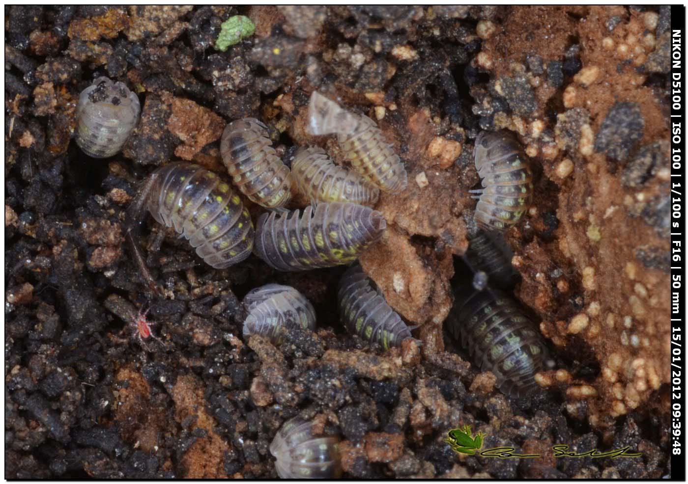 Armadillidium granulatum?