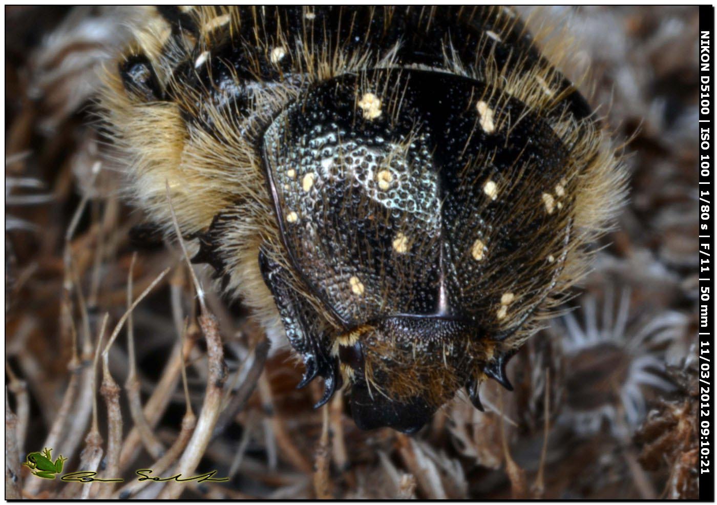 Cetoniidae? Oxythyrea funesta