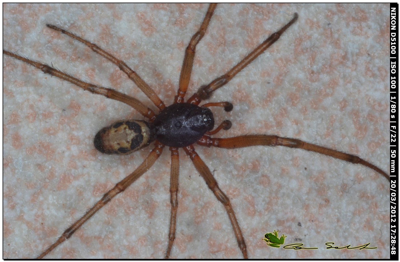 Steatoda nobilis da Usini