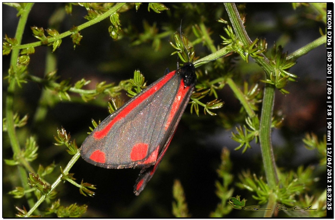 Zygaena sp. da Usini per id.