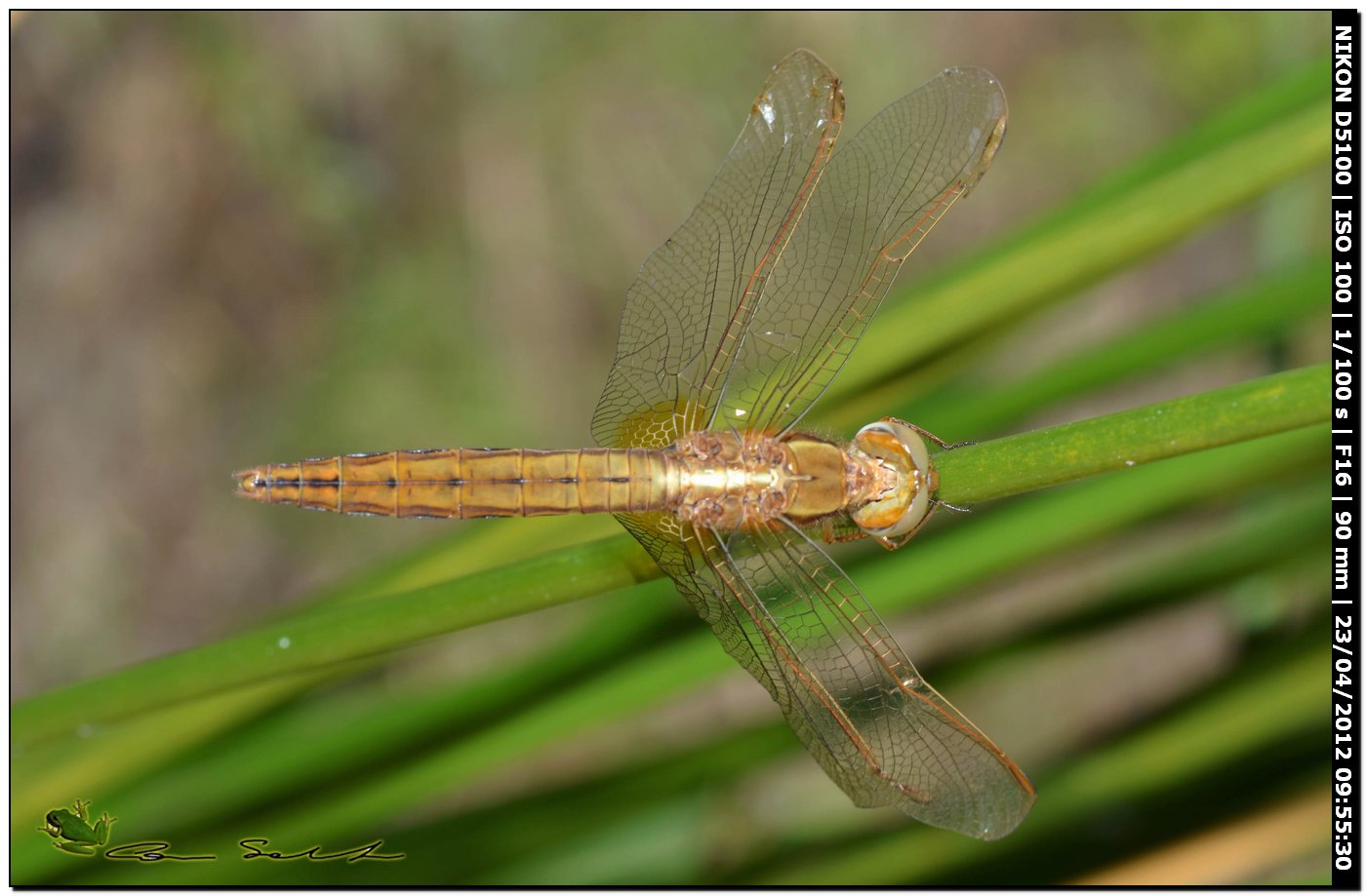 Crocothemis erythraea?