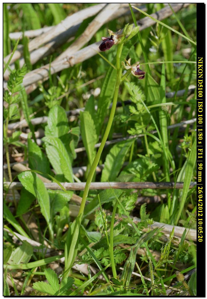 Ophrys a ... sorpresa