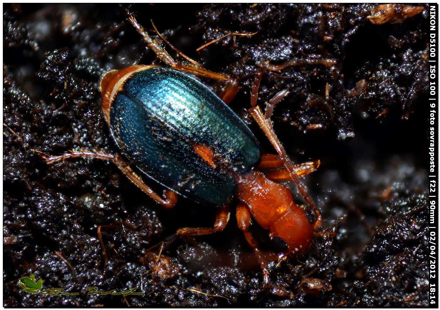 Per test da Usini: 2 Brachinus sp. (Carabidae)