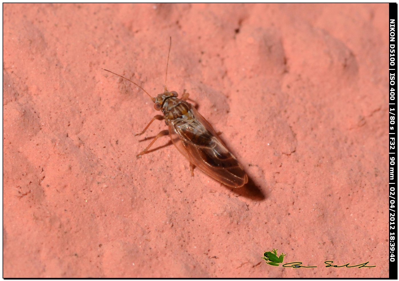 Cicadellide? Oppure Psyllidae? La seconda ....