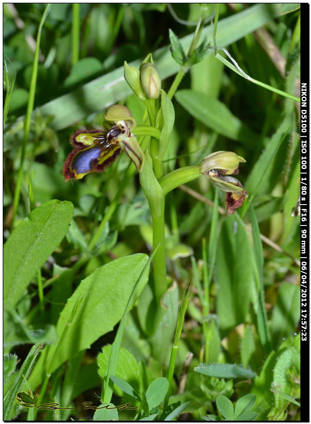 Orchidea selvatica - Ophrys speculum