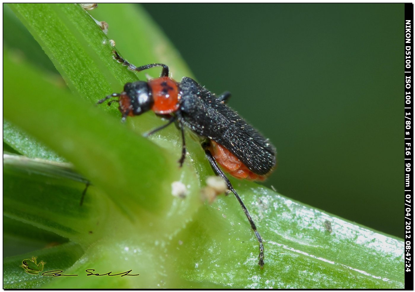 Cantharis sp.