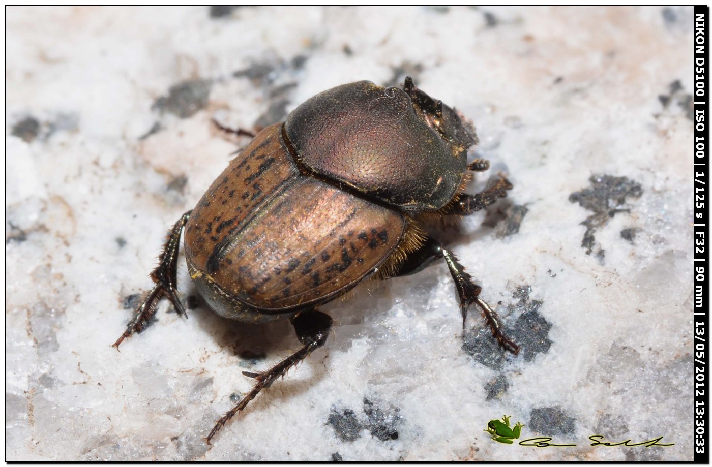 Onthophagus vacca