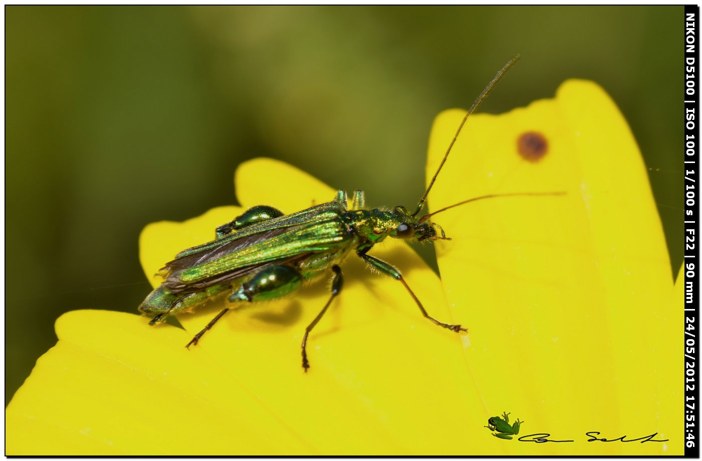 Oedemera nobilis ♂