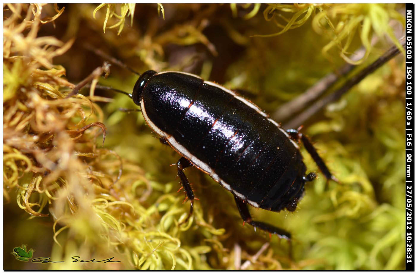 Loboptera decipiens (Germar, 1817)