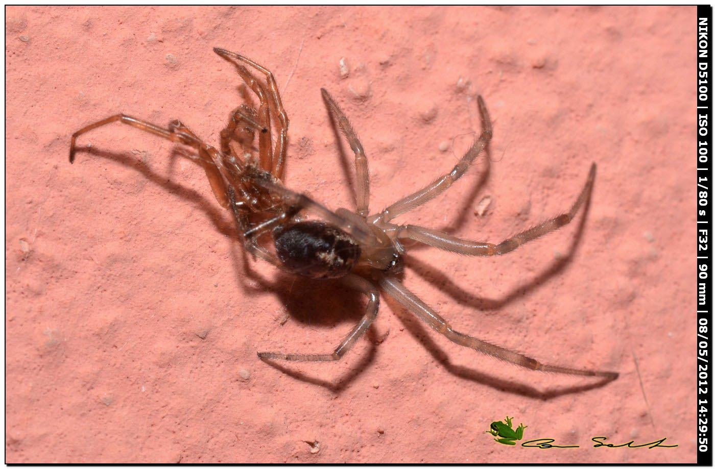 Steatoda nobilis fresca di muta