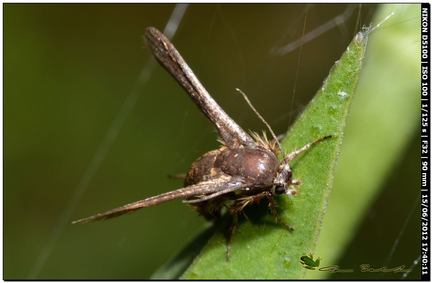 Pterophoridae? da id.