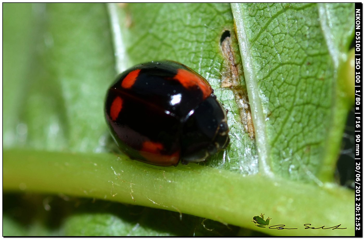 Adalia bipunctata, Coccinellidae