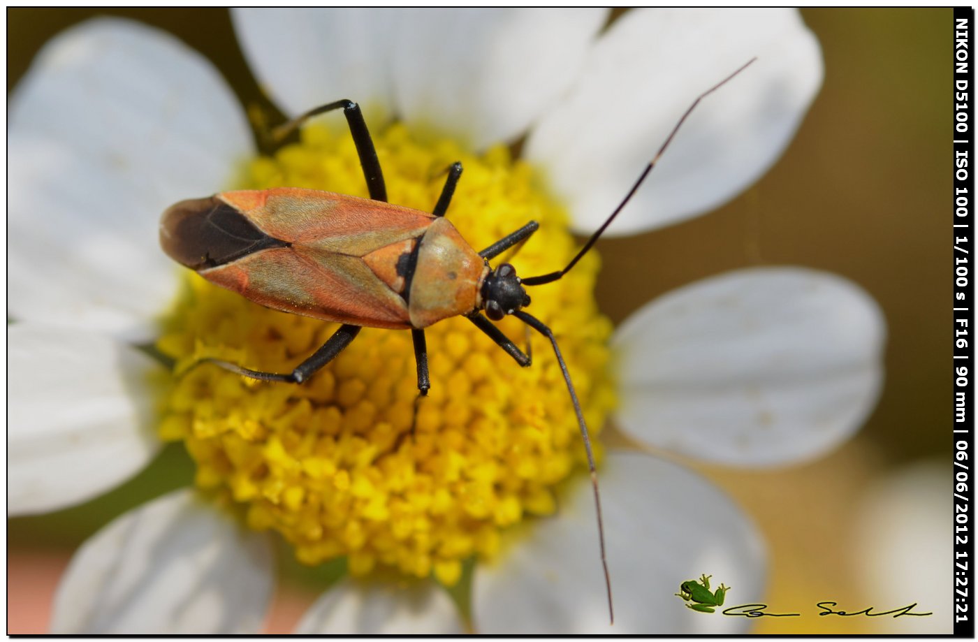 Calocoris nemoralis f.coccinea