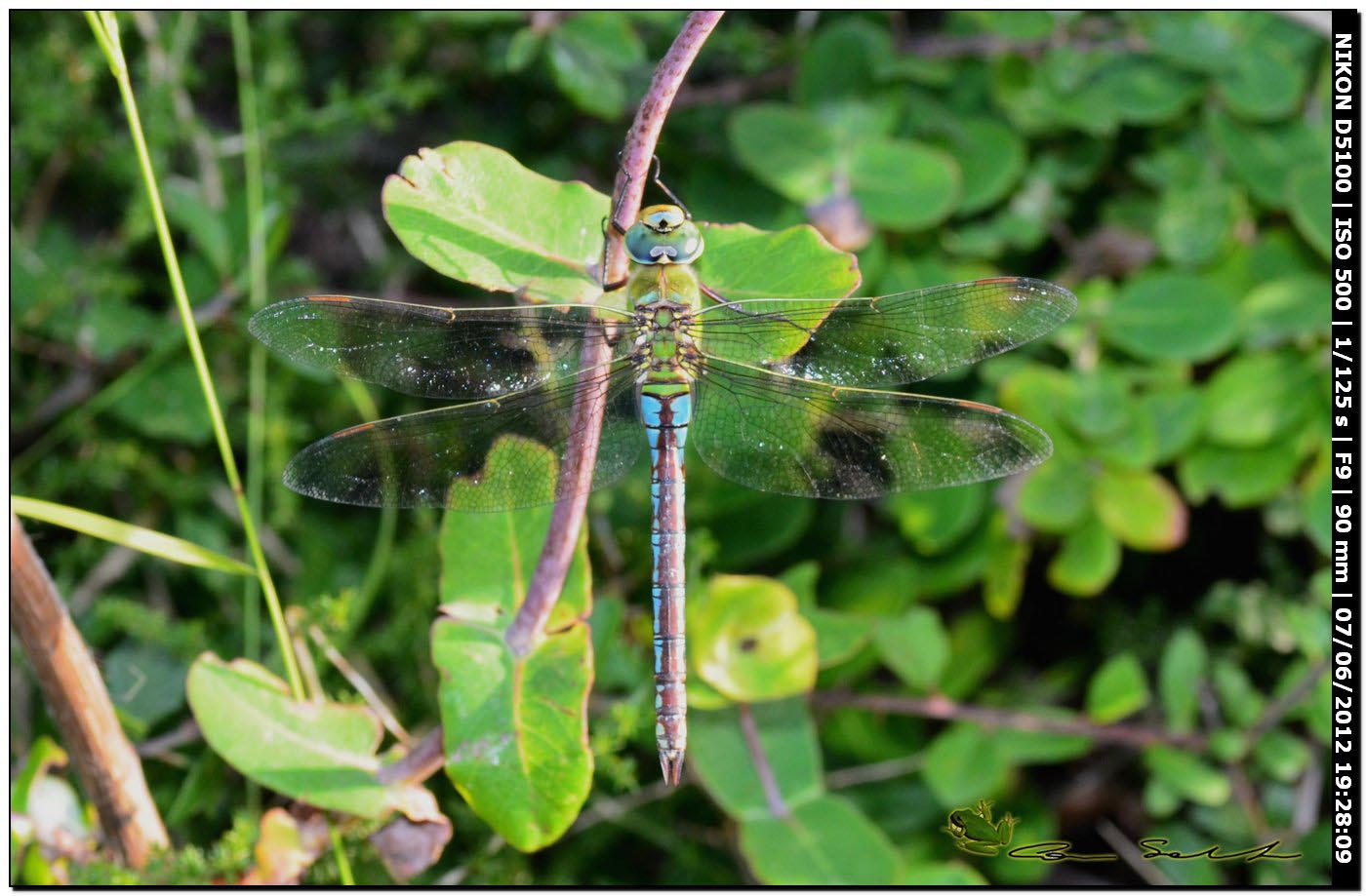 Anax imperator