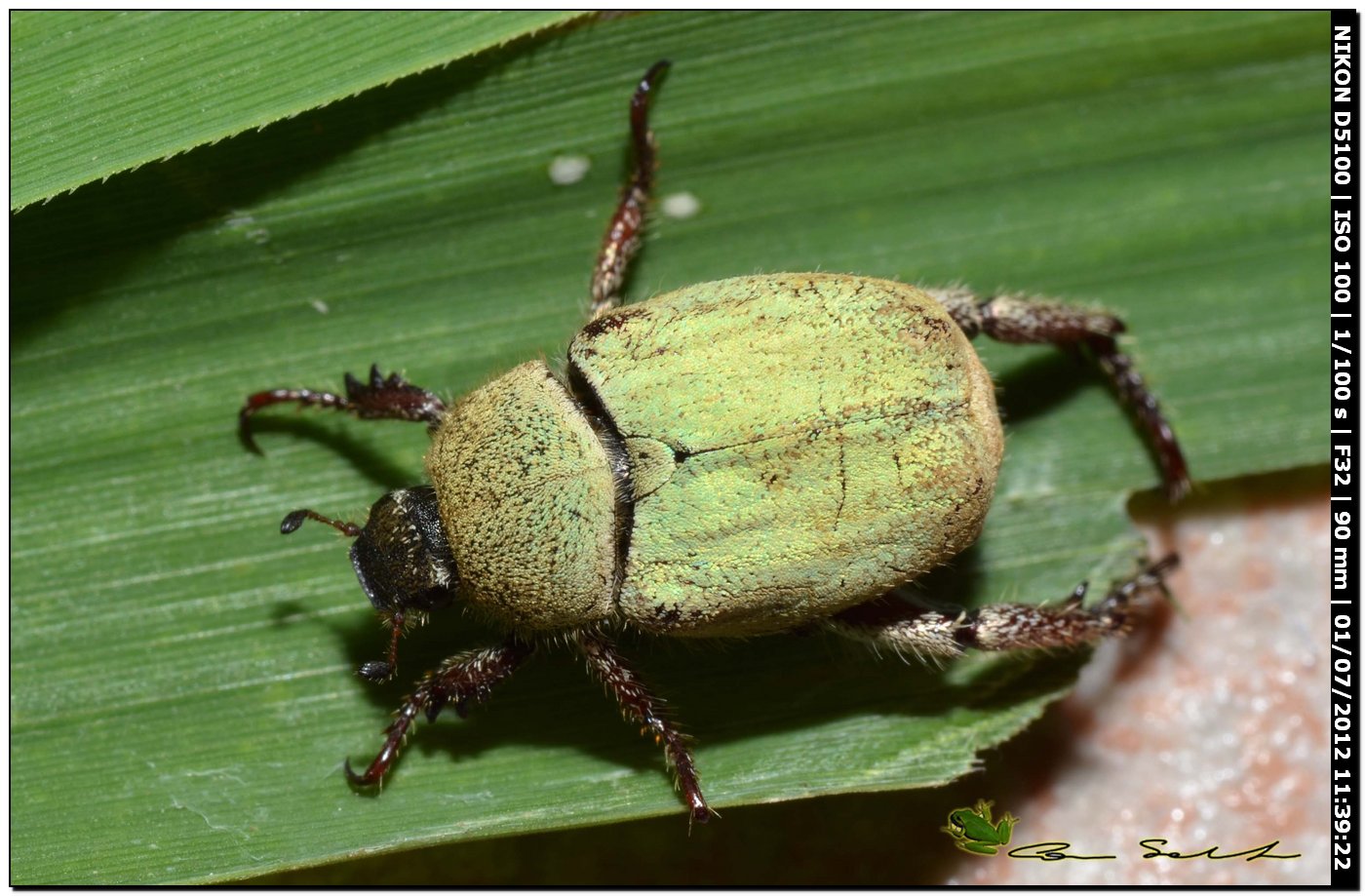 Hoplia pubicollis,Rutelidae