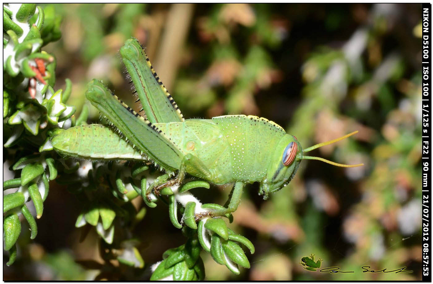 Anacridium aegyptium