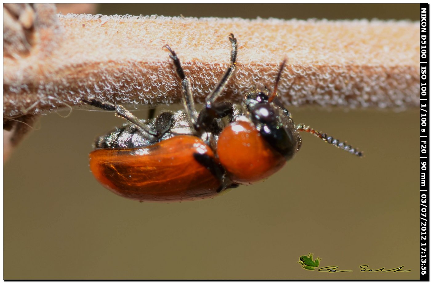 Chrysomelidae? - s, Coptocephala raffrayi