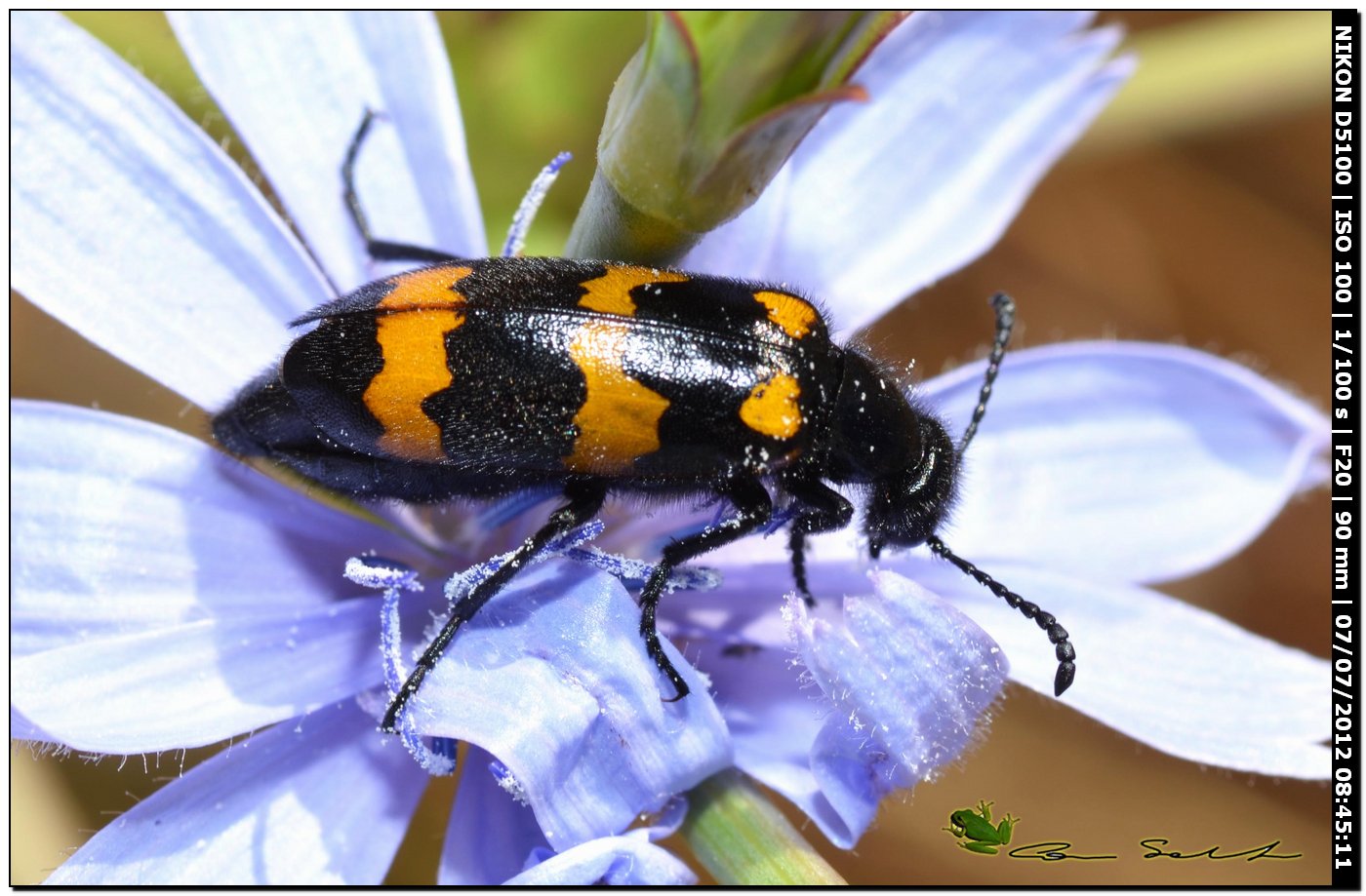 Meloidae, Zonabris sp. o Mylabris variabilis?