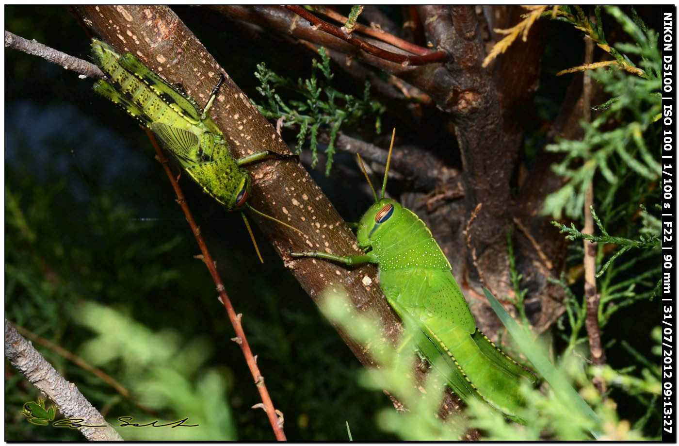 Anacridium aegyptium