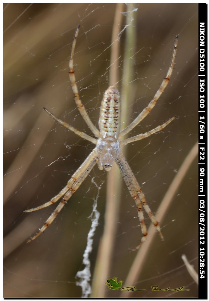 Argiope bruennichi, giovane femmina