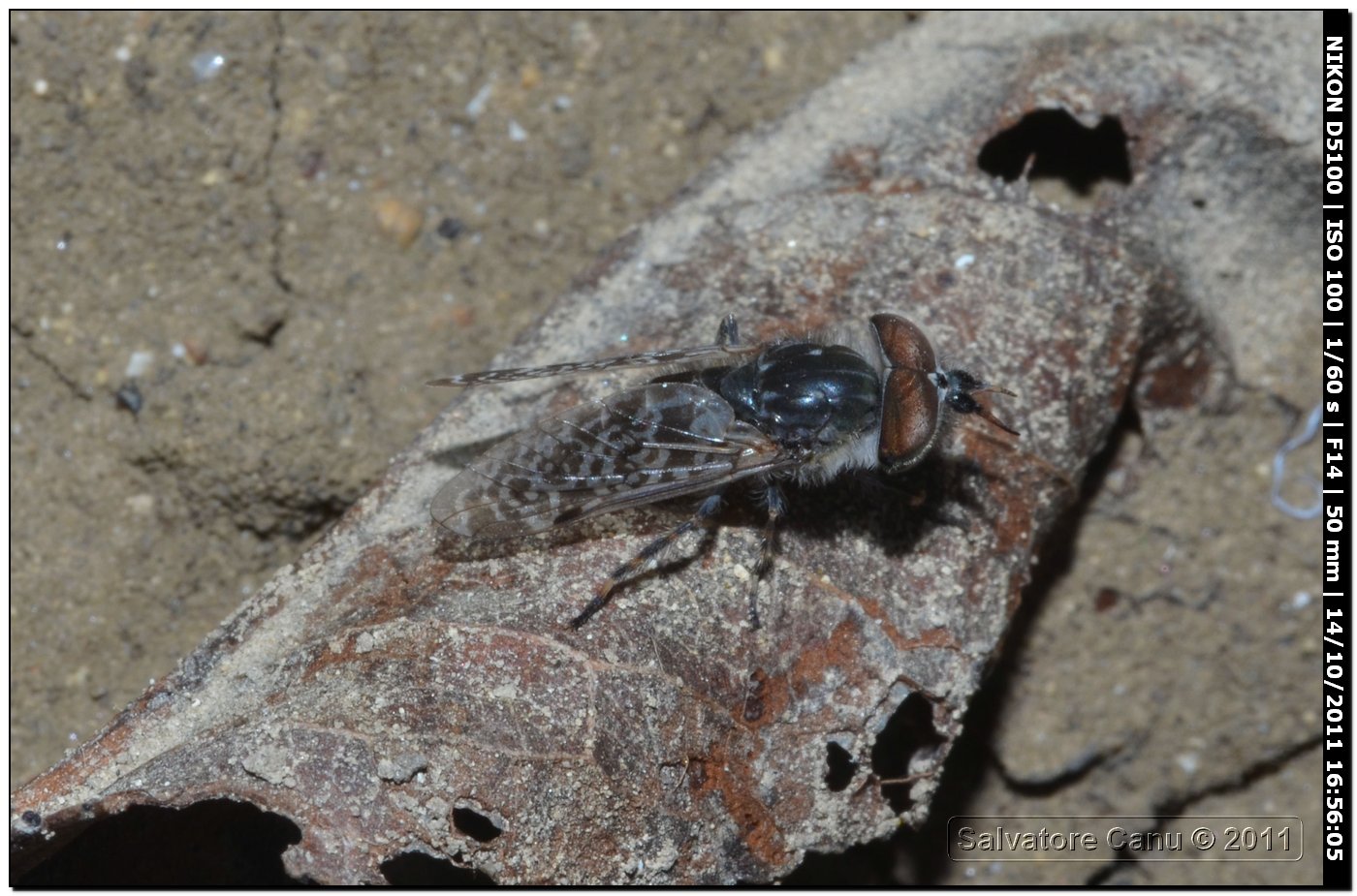 Tabanidae: Haematopota cfr. crassicornis