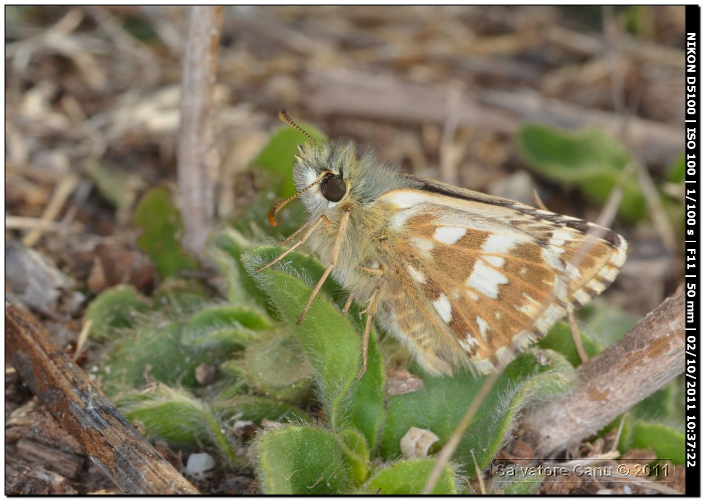 Pyrgus armoricanus