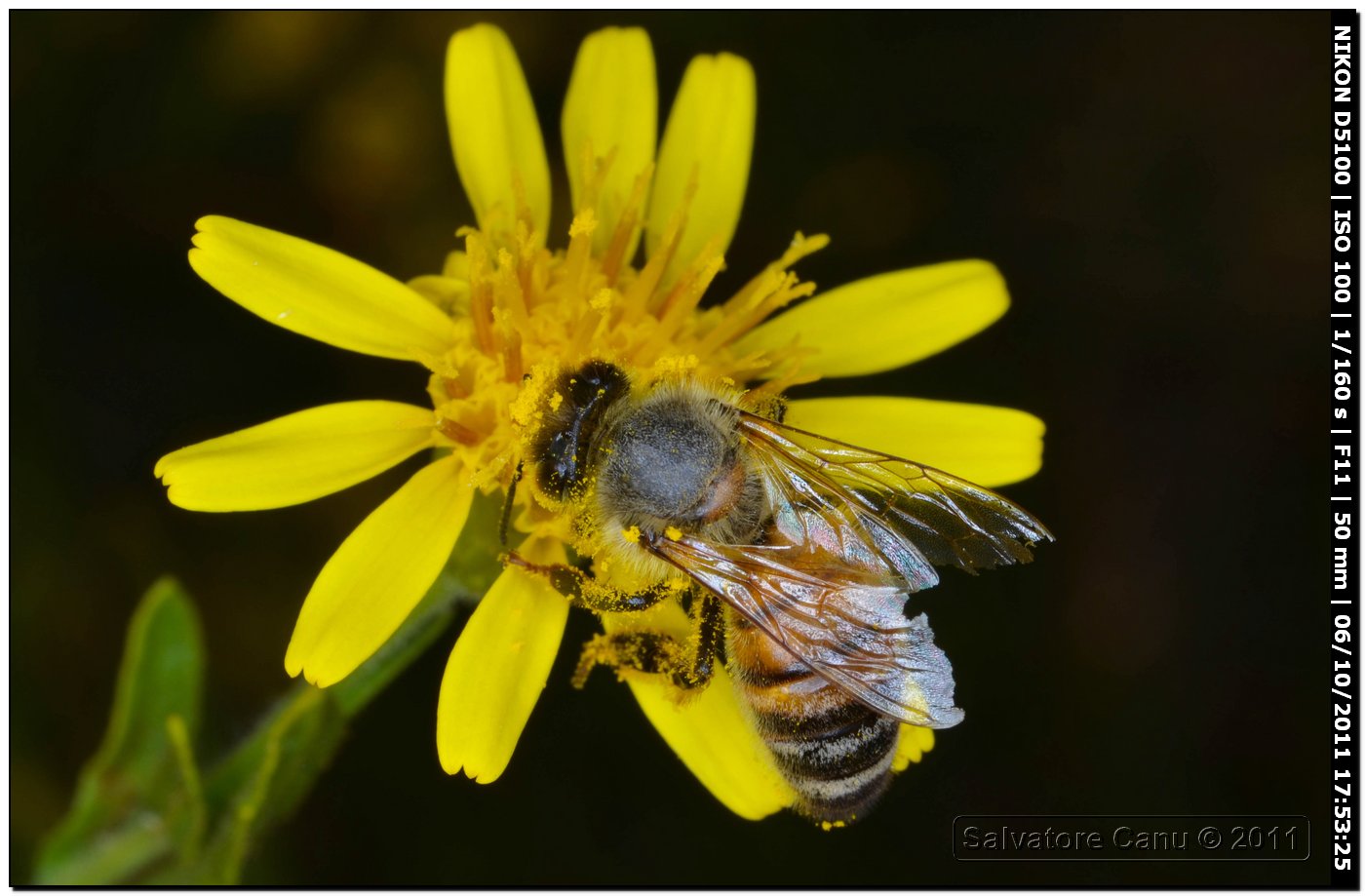 Apis mellifera