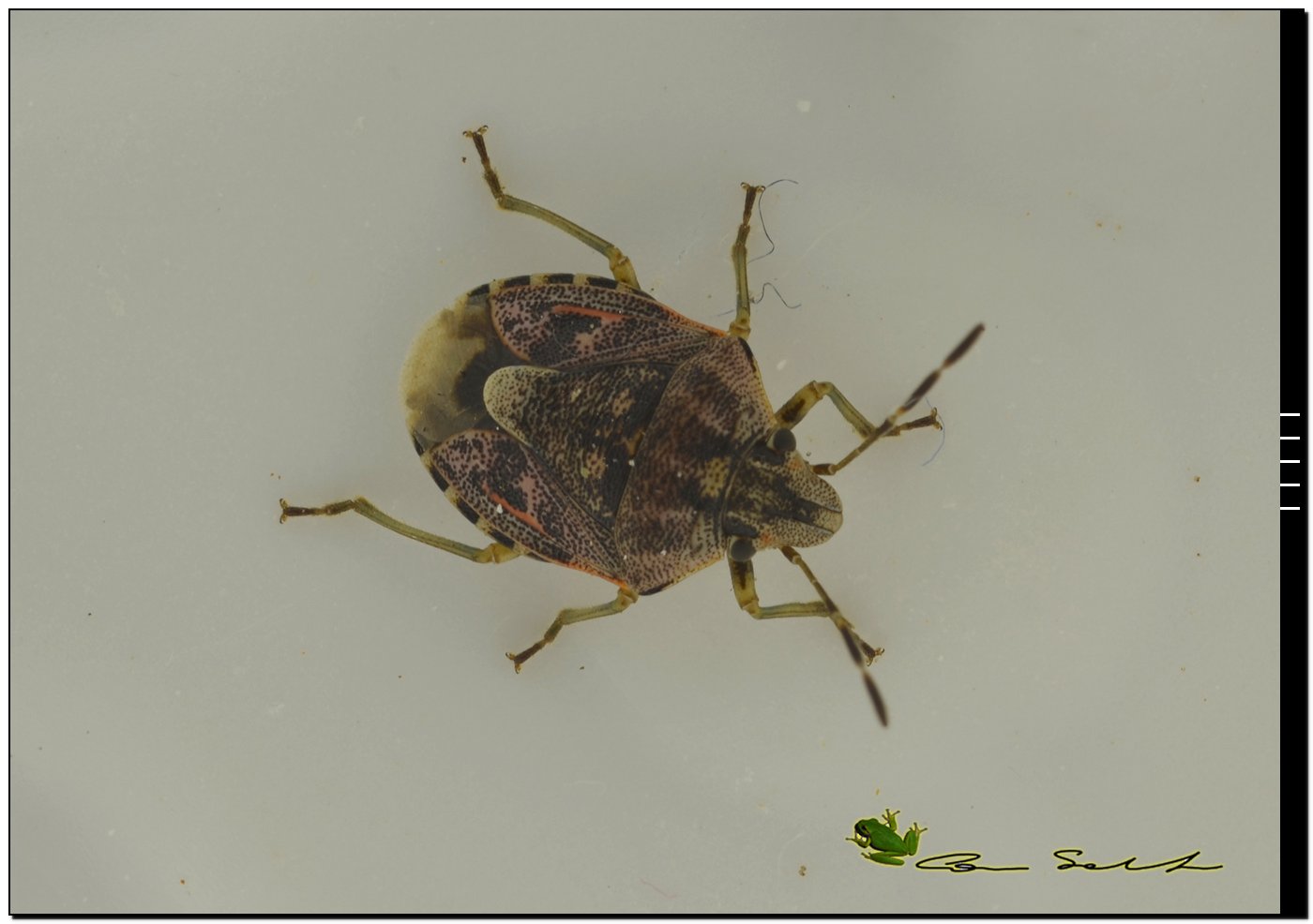 Pentatomidae: Holcogaster fibulata di Sassari