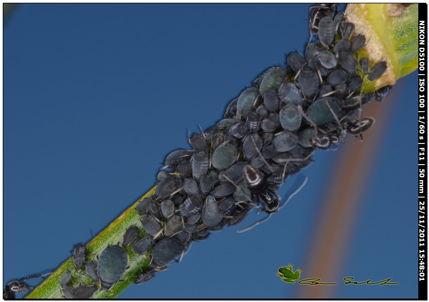Afidi con formiche tapinoma