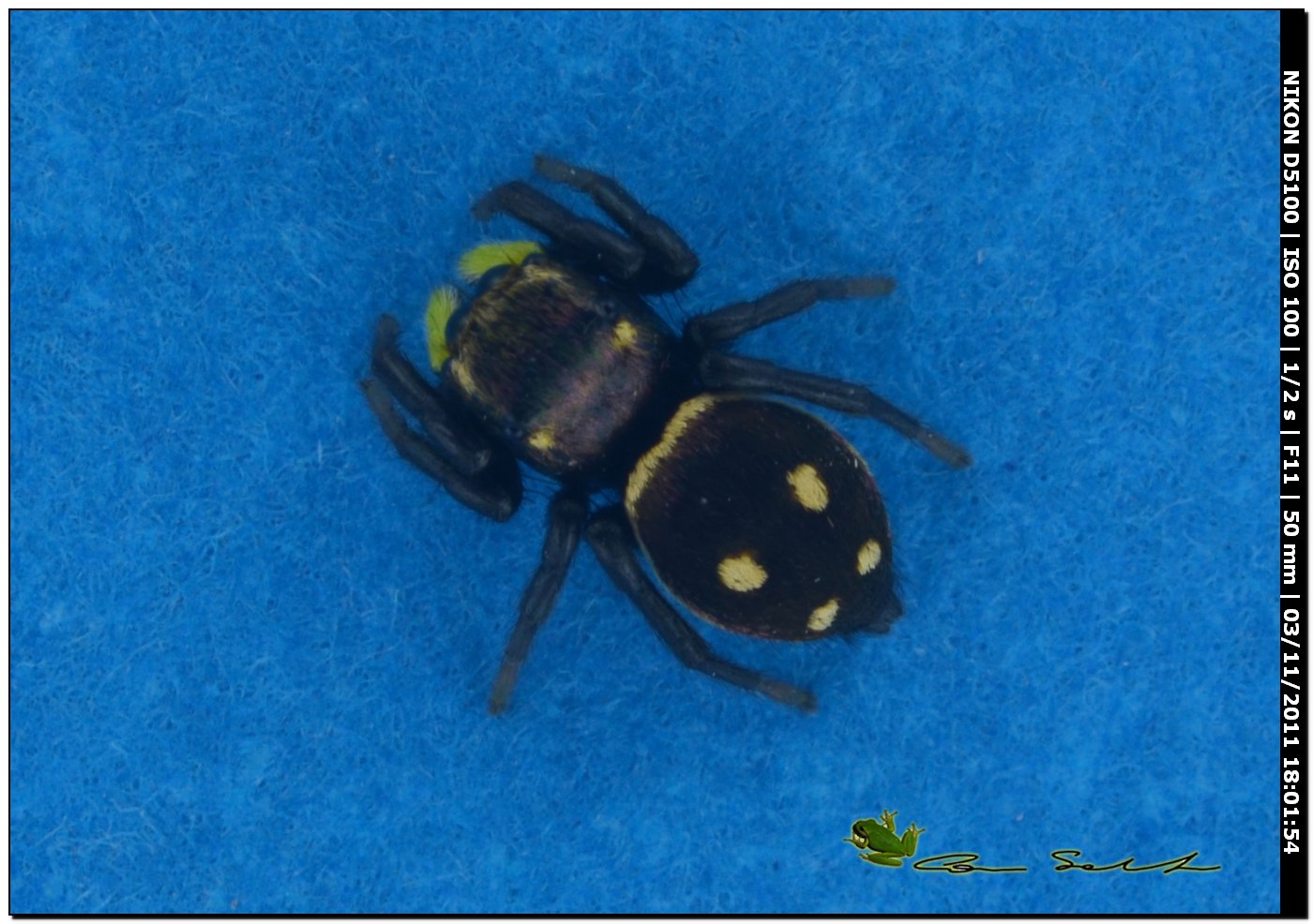 Heliophanus sp.